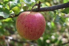 Apple hanging on an tree